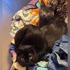 kittykat1321